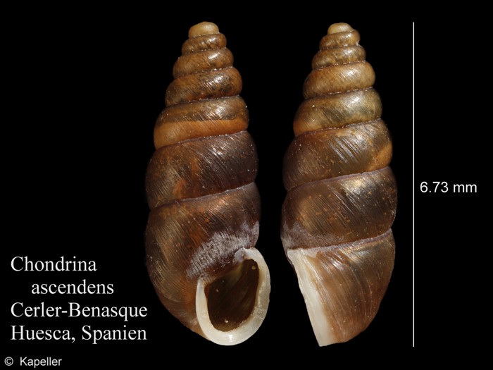 Chondrina ascendens Chondrina ascendens