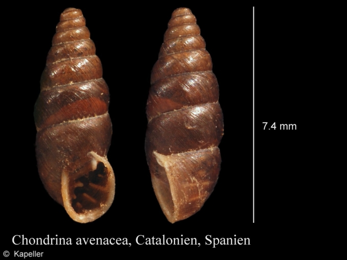 Chondrina avenacea