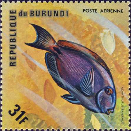 Acanthurus bahianus