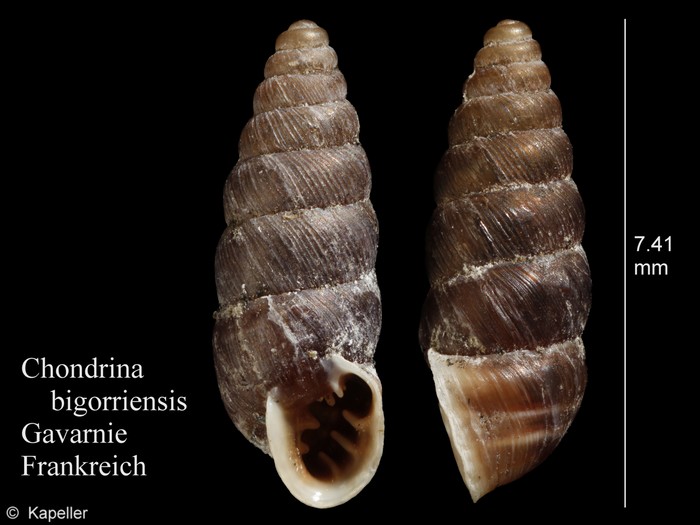 Chondrina bigorriensis Chondrina bigorriensis