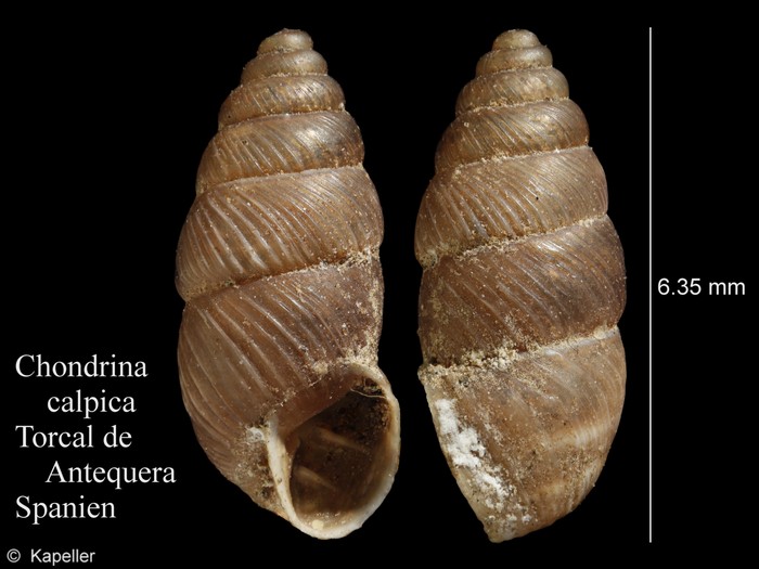 Chondrina calpica Chondrina calpica
