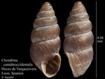 Chondrina cantabroccidentalis