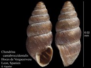 Chondrina cantabroccidentalis