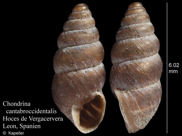 Chondrina cantabroccidentalis Chondrina cantabroccidentalis