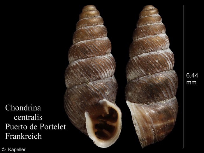 Chondrina centralis Chondrina centralis