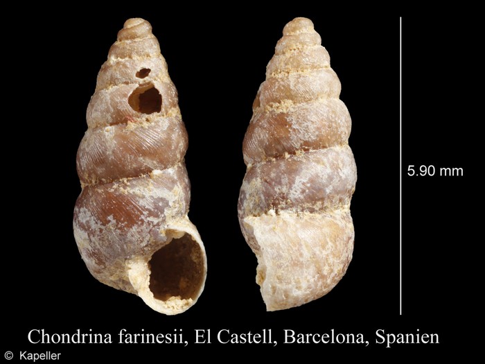 Chondrina farinesii Chondrina farinesii