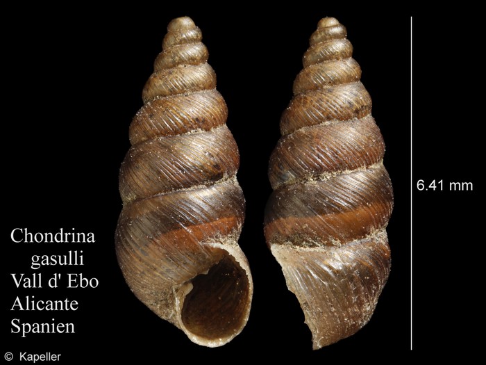 Chondrina gasulli Chondrina gasulli