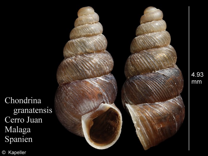 Chondrina granatensis Chondrina granatensis