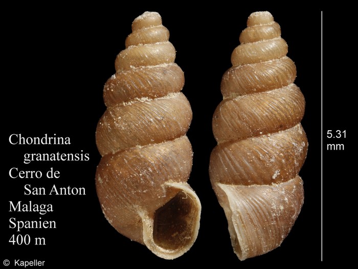 Chondrina granatensis Chondrina granatensis