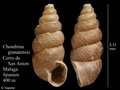 Mollusca (molluscs)