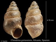 Chondrina guiraoensis