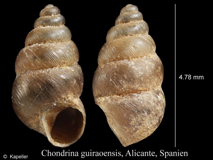 Chondrina guiraoensis Chondrina guiraoensis