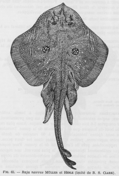 Poll (1947, fig. 065) Poll (1947, fig. 065)