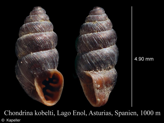 Chondrina kobelti Chondrina kobelti