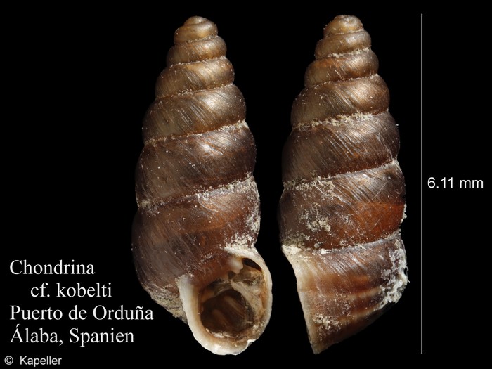 Chondrina kobelti Chondrina kobelti