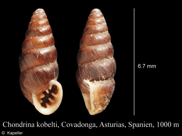 Chondrina kobeltoides Chondrina kobeltoides