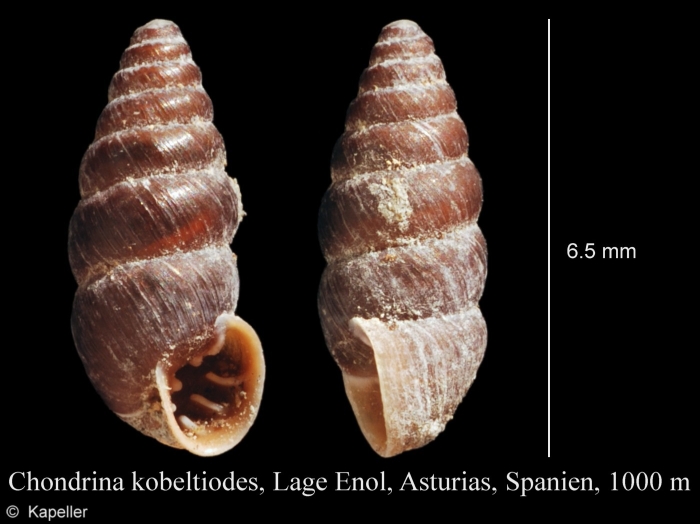 Chondrina kobeltoides Chondrina kobeltoides