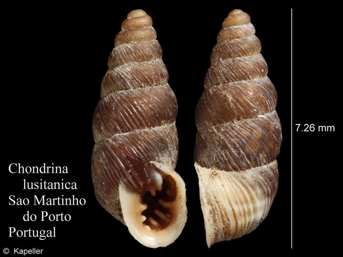 Chondrina lusitanica Chondrina lusitanica