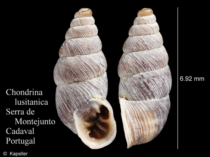 Chondrina lusitanica Chondrina lusitanica