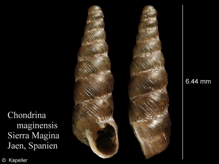 Chondrina maginensis Chondrina maginensis