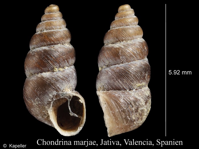 Chondrina marjae Chondrina marjae