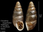 Chondrina megacheilos