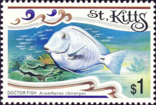 Acanthurus chirurgus Acanthurus chirurgus