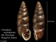 Chondrina multidentata