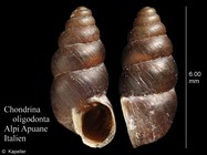 Chondrina oligodonta