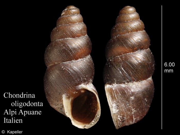 Chondrina oligodonta Chondrina oligodonta