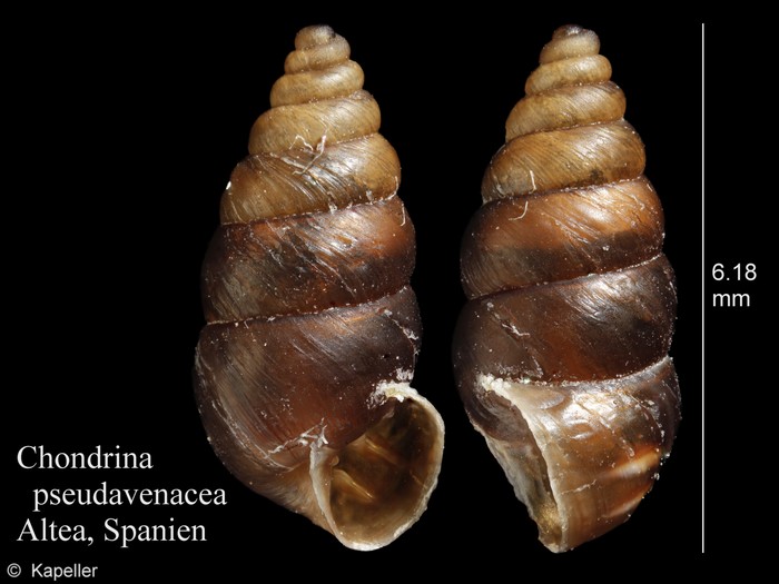Chondrina pseudavenacea Chondrina pseudavenacea