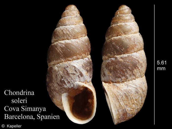 Chondrina soleri Chondrina soleri