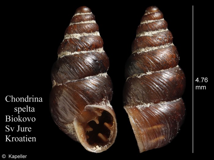 Chondrina spelta Chondrina spelta