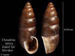 Chondrina tatrica