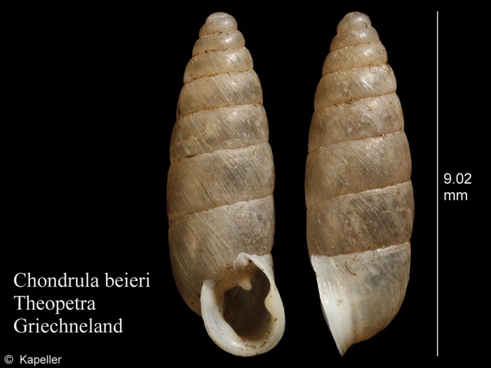 Chondrula beieri Chondrula beieri