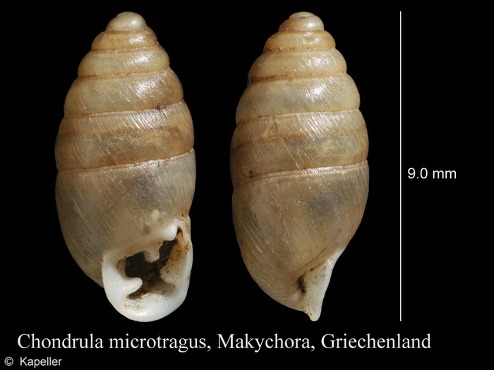 Chondrula microtragus Chondrula microtragus
