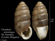 Chondrula microtragus