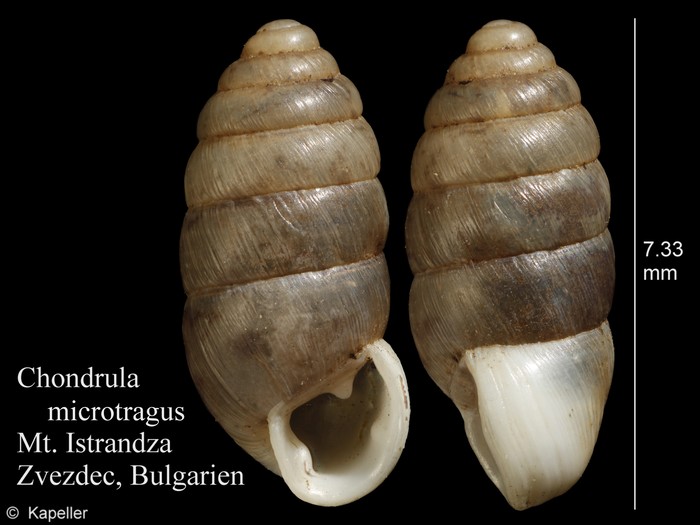 Chondrula microtragus Chondrula microtragus