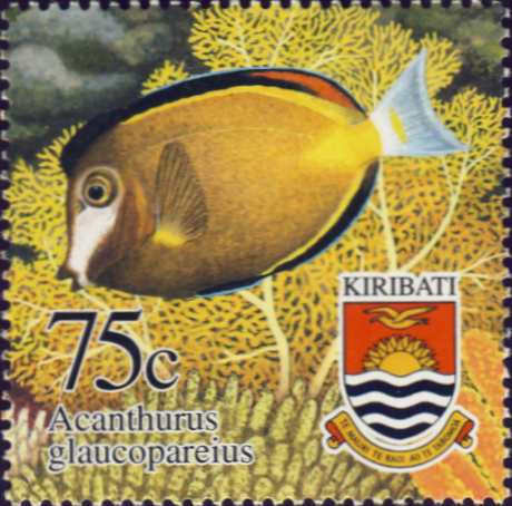 Acanthurus glaucopareius Acanthurus glaucopareius