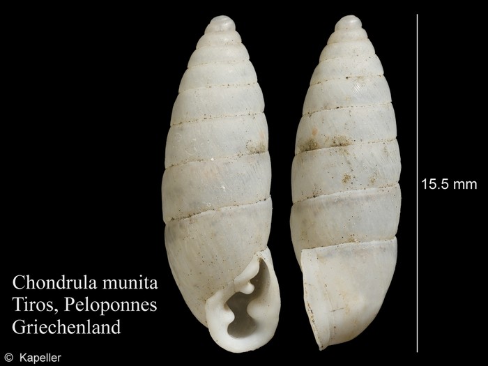 Chondrula munita Chondrula munita