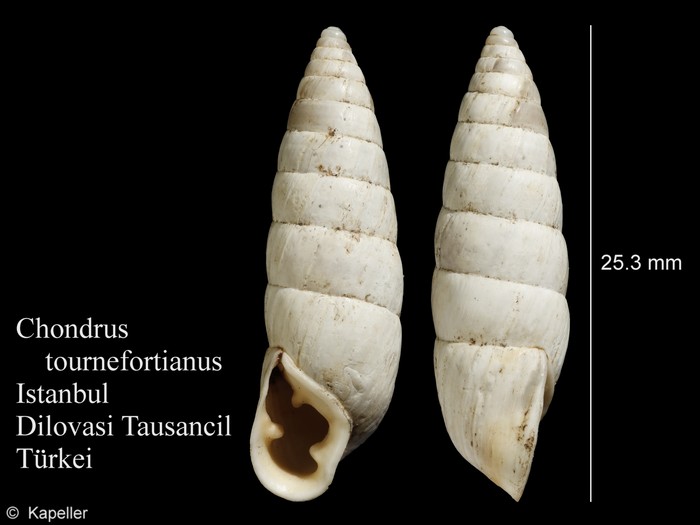 Chondrus tournefortianus Chondrus tournefortianus