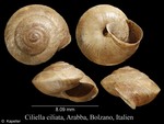 Ciliella ciliata