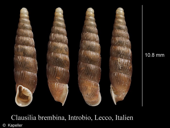 Clausilia brembina