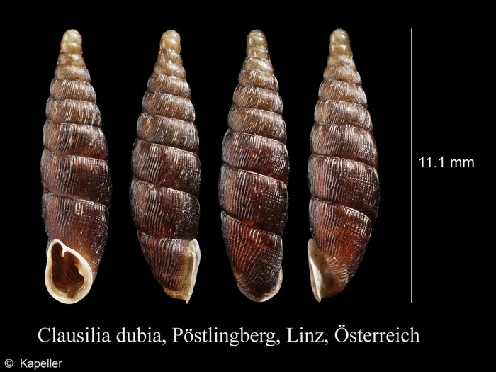 Clausilia dubia Clausilia dubia