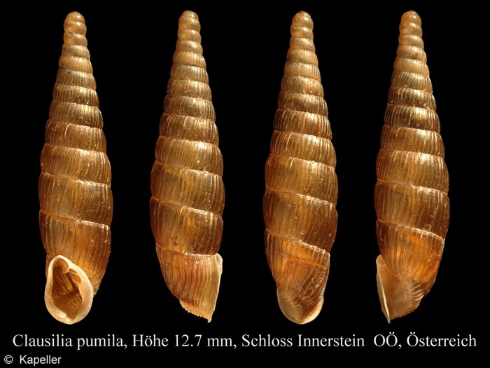 Clausilia pumila