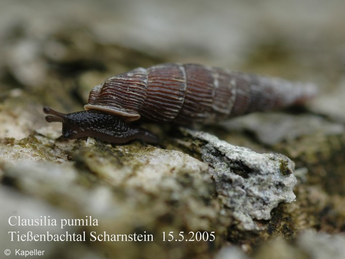 Clausilia pumila Clausilia pumila