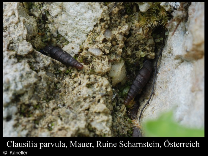 Clausilia rugosa parvula