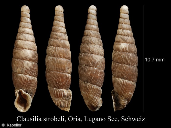 Clausilia strobeli Clausilia strobeli
