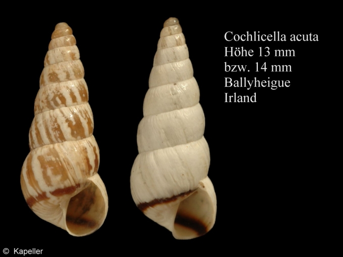 Cochlicella acuta Cochlicella acuta