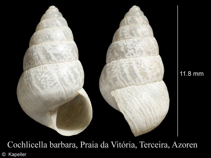 Cochlicella barbara Cochlicella barbara